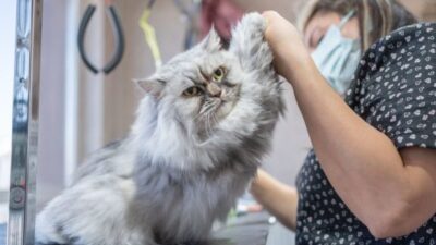 Pet Grooming san diego