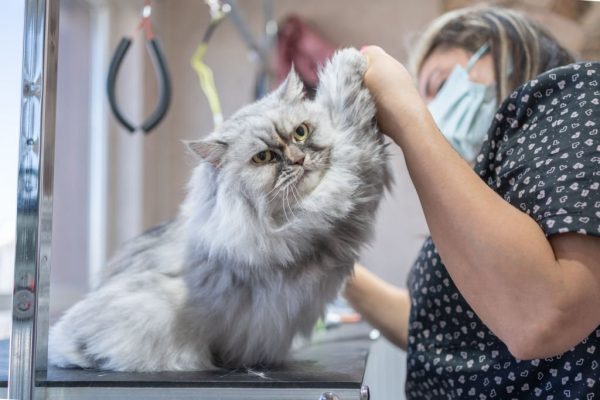 Pet Grooming san diego