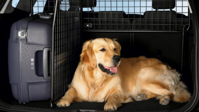 pet relocation services