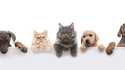 The Rise of Pet Parenting in Pakistan Why Quality Pet Products Matter More Than Ever