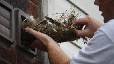 Pets and Bird Removing